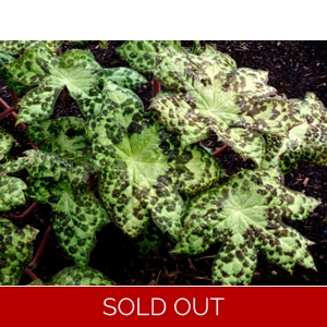 Podphyllum 'Spotty Dotty'